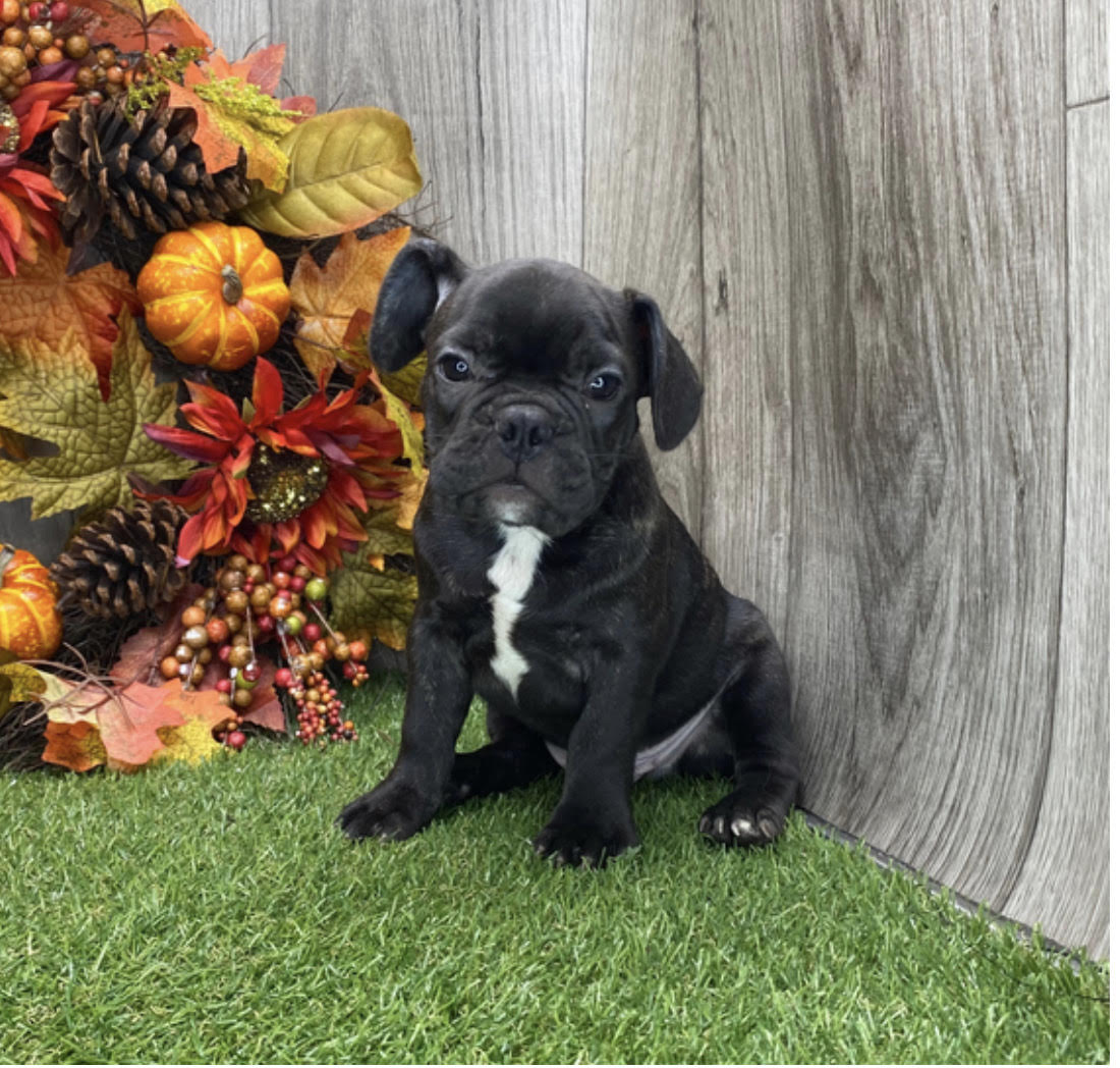 comprar cachorros sanos, baratos y asequibles para la venta